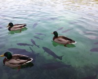 Plitvice Lakes Tour from Split