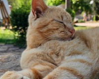 Krka Day Tour from Split